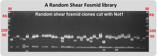 BAC/Fosmid Library
