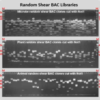 Random Shear BAC Library Random Shear BAC Library