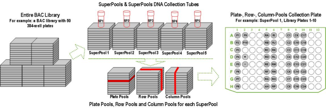 DNA Pooling