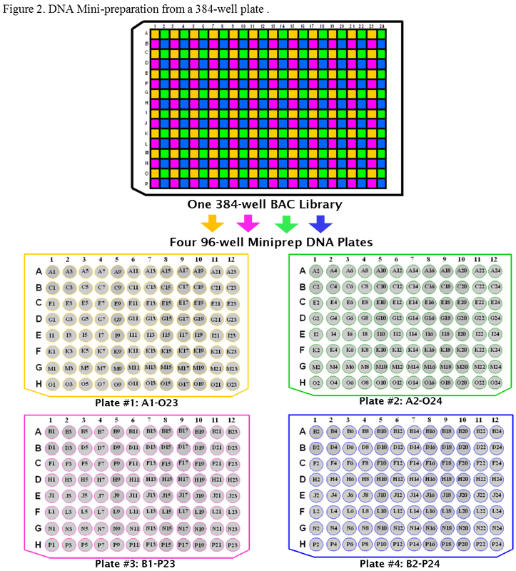 Figure 2 DNA Mini Prep