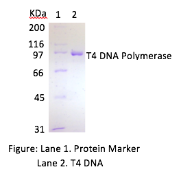 t4 dna polymerase