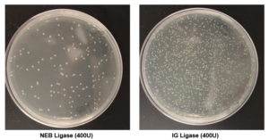 intact genomics