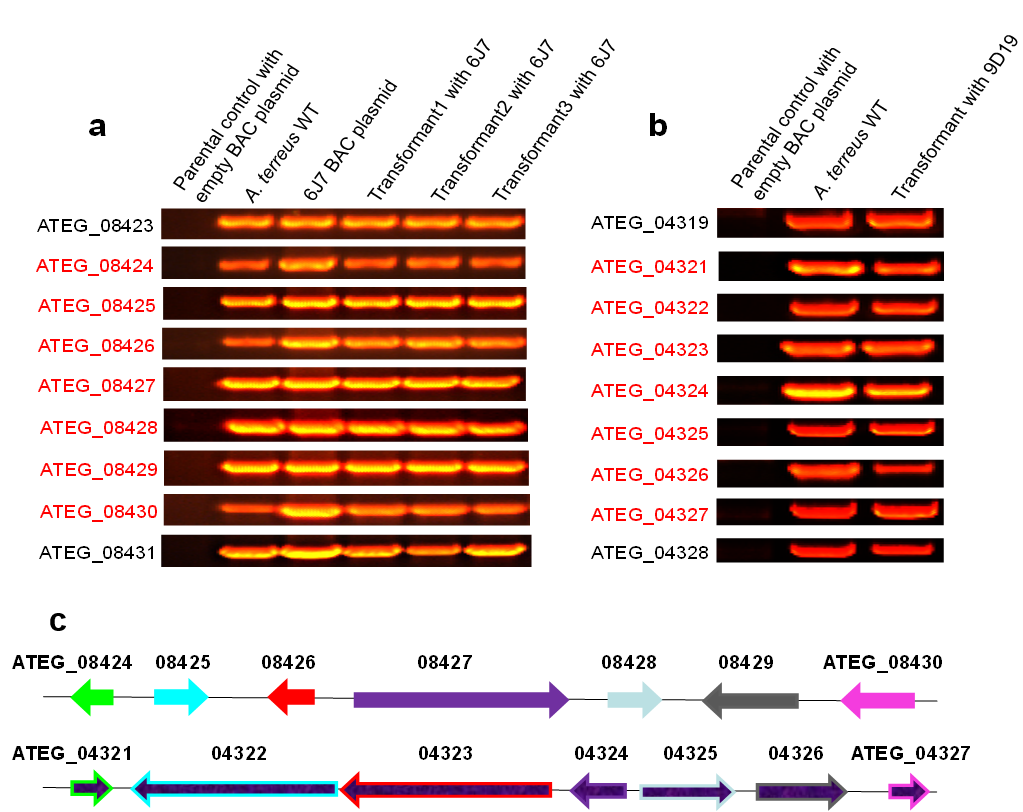 PCR Results Unbiased Fungal FAC libraries