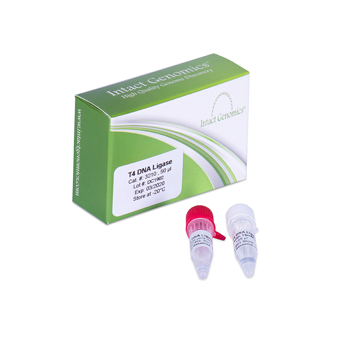 T4 DNA Ligase - Intact Genomics