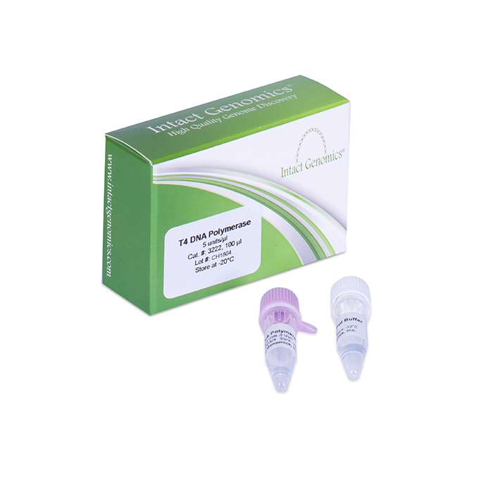 t4 dna polymerase