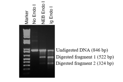 IG T7 Endonuclase vs NEB T7 Endonuclease