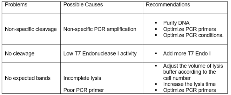 T7 Endonuclease I Troubleshooting