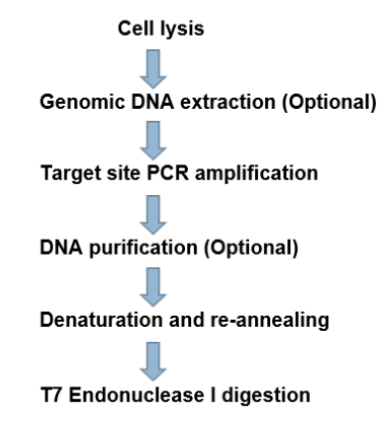 T7 Endonuclease Protocol