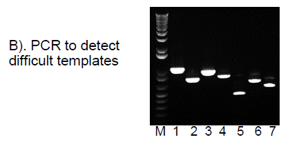 High-Fidelity-DNA-Polymerase-PCR-Difficult-Templates