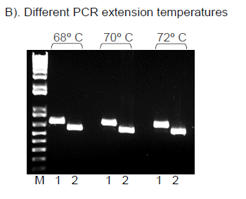 Hot Start High Fidelity DNA Polymerase I7 PCR Extension Temperatures
