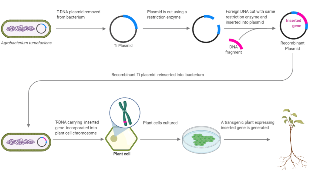Agrobacterium transformation steps