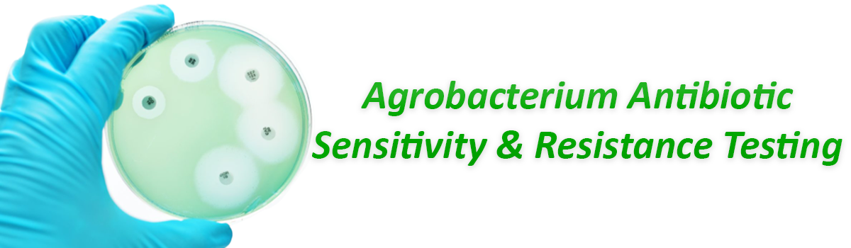 Agrobacterium Antibiotic Sensitivity and Resistance