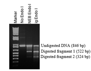 CRISPR Detection Kit Cleavage eff