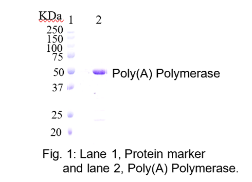 Poly A Polymerase Purity